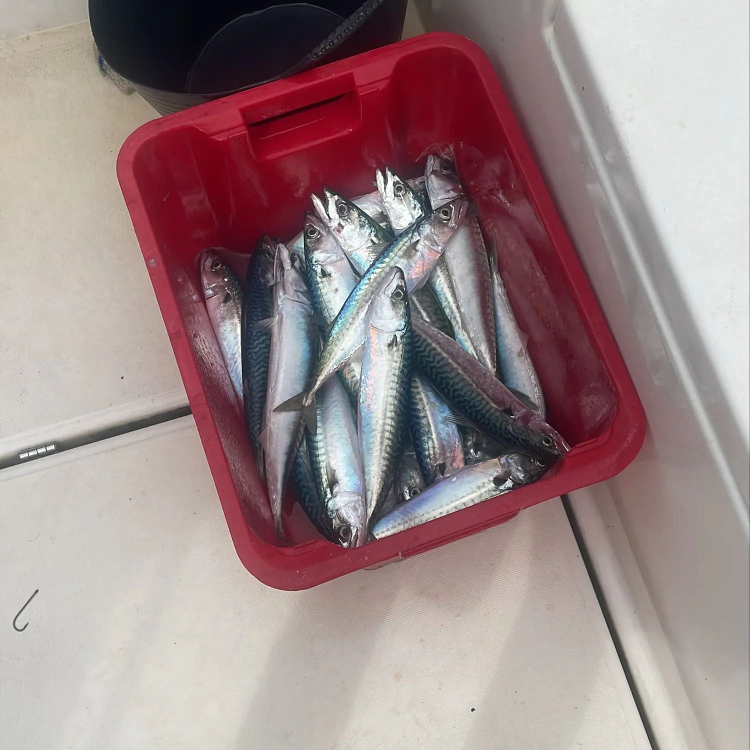 Atlantic mackerel caught on Fishbrain