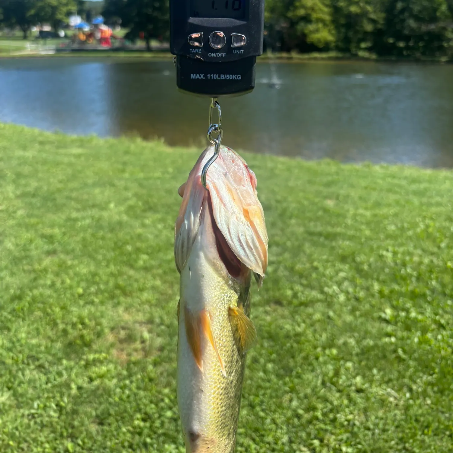 Largemouth bass caught on Fishbrain