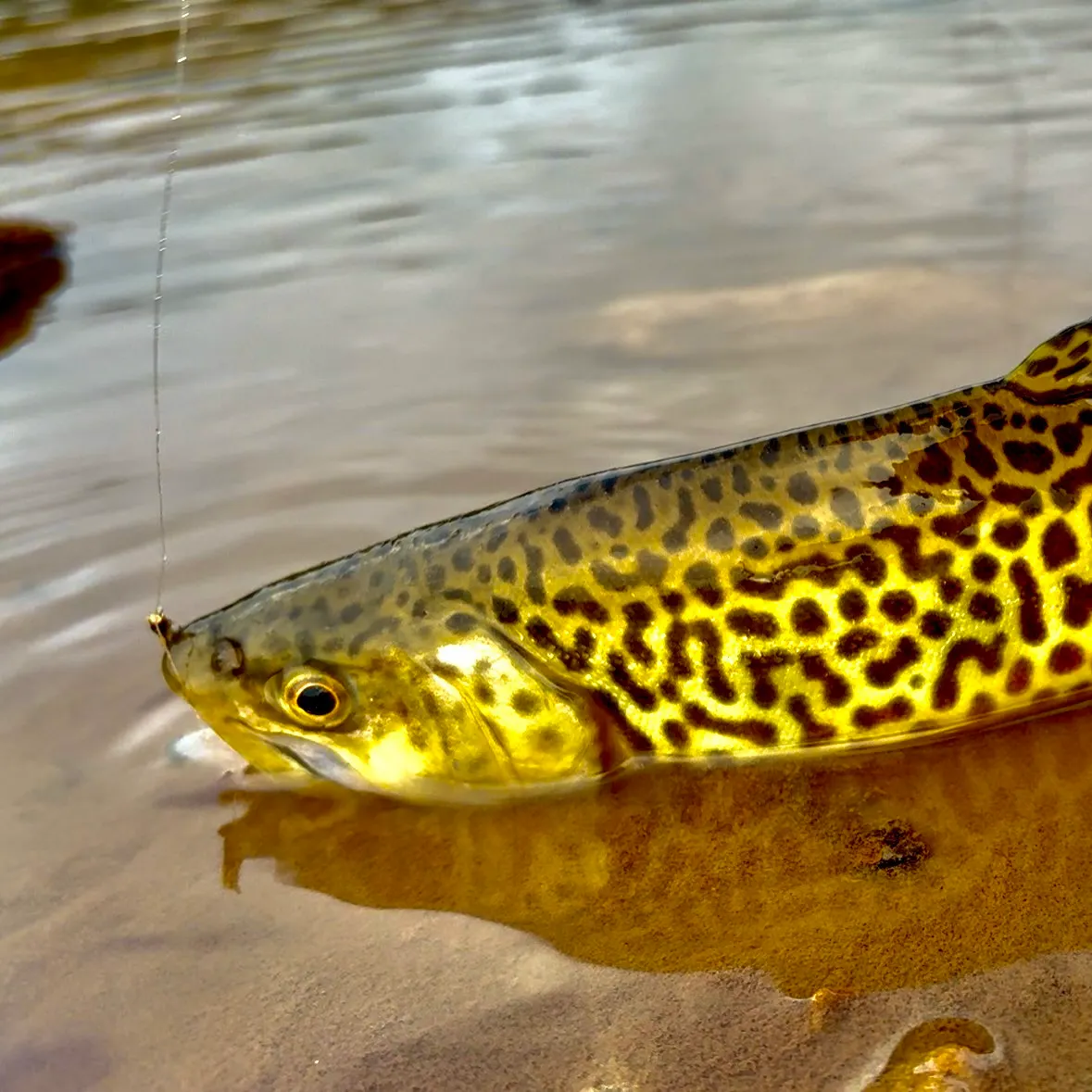 Tiger trout caught on Fishbrain