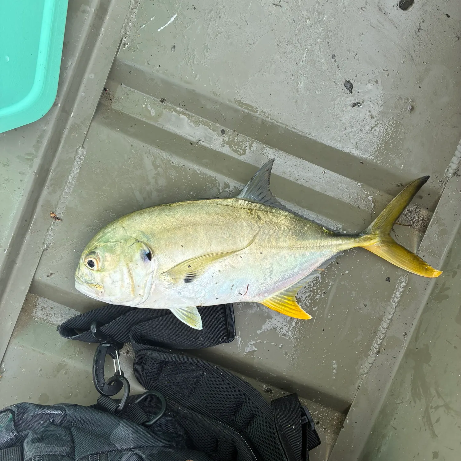 Crevalle jack caught on Fishbrain