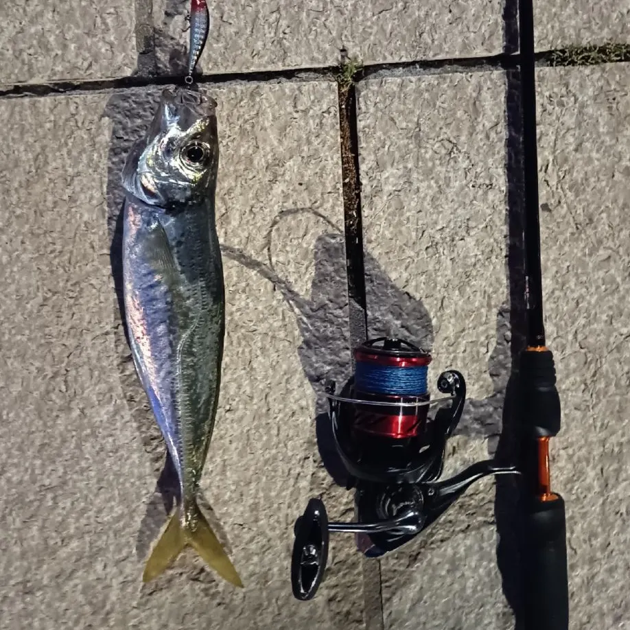 The most recent Greenback horse mackerel catches on Fishbrain