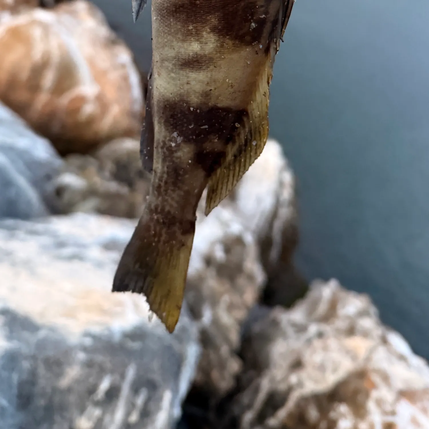 Barred sand bass caught on Fishbrain