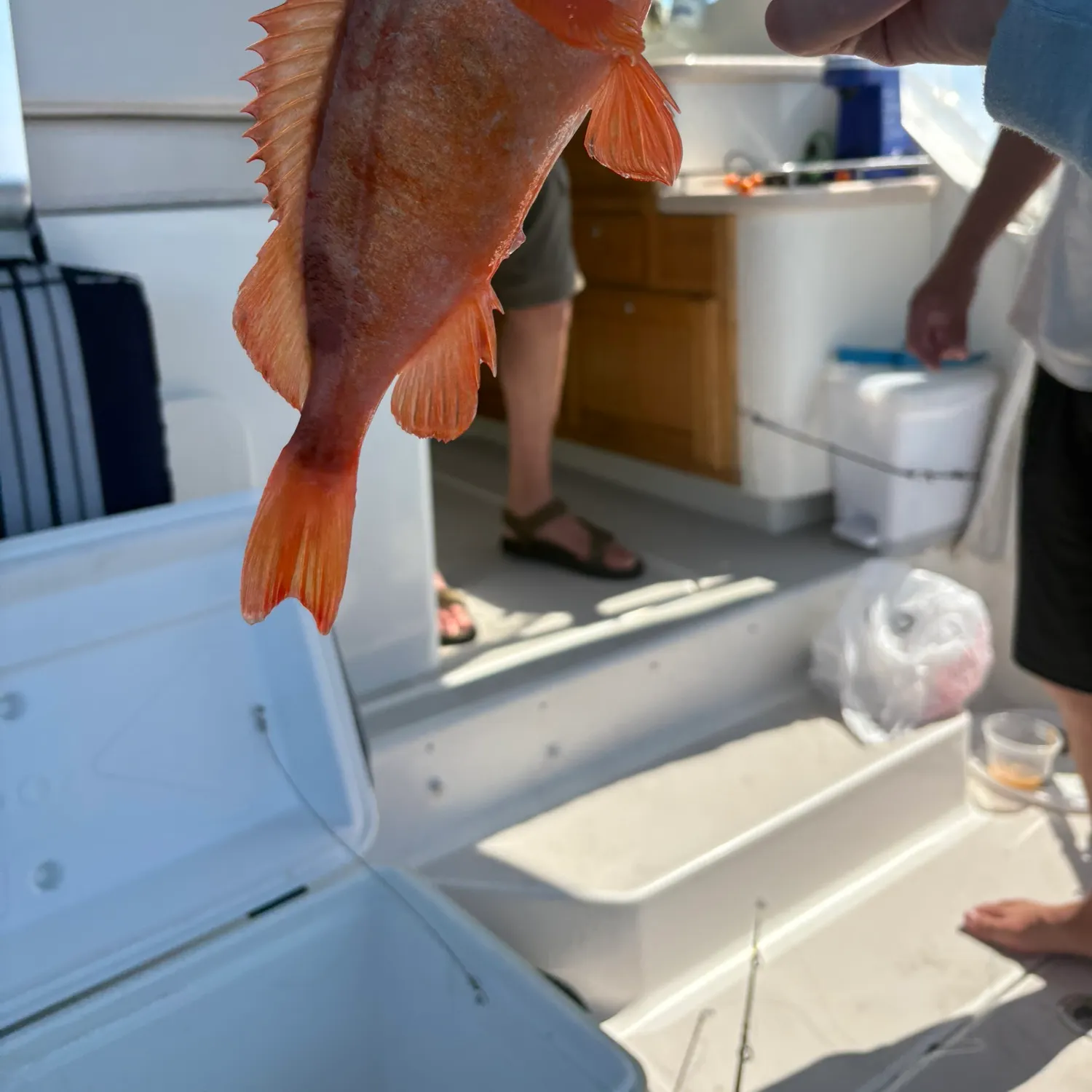 The most recent Acadian Redfish catches on Fishbrain