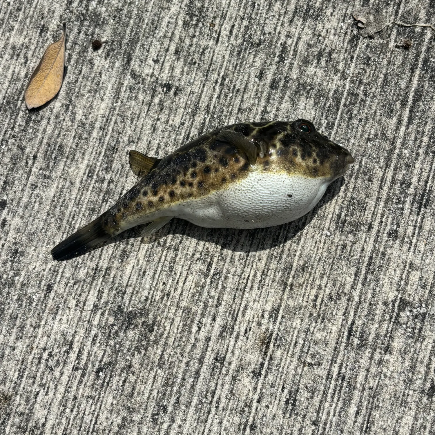 The most recent Checkered puffer catches on Fishbrain