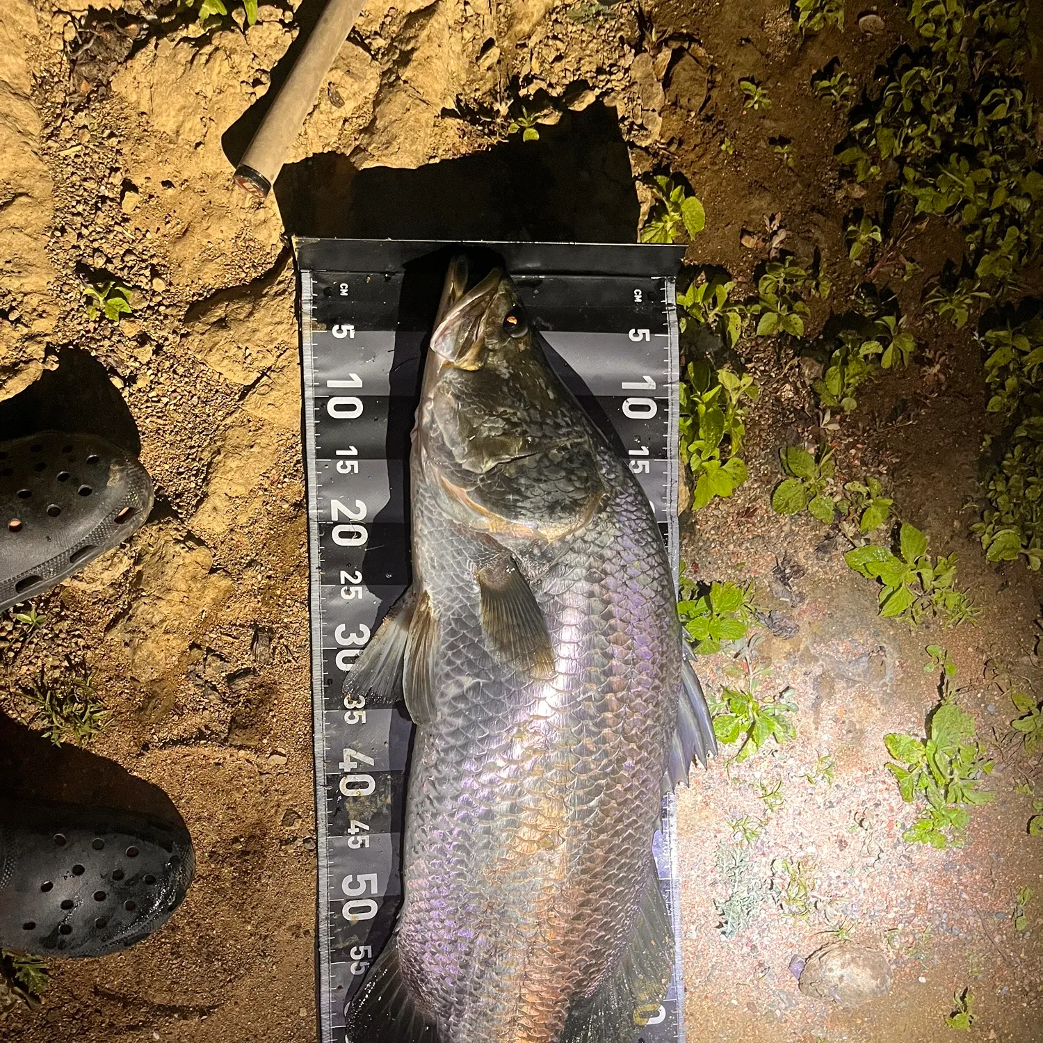 The most recent Barramundi catches on Fishbrain