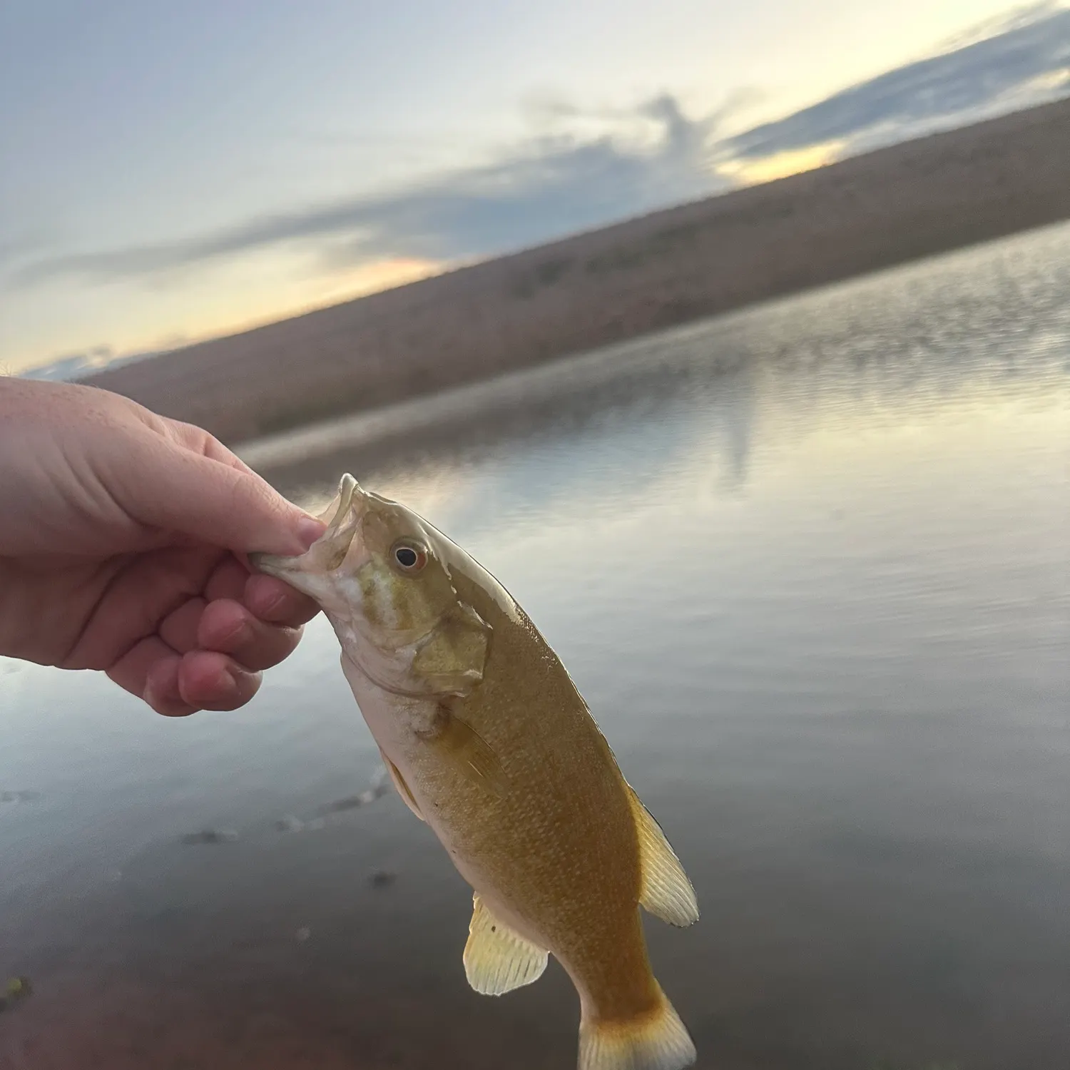 Smallmouth bass caught on Fishbrain