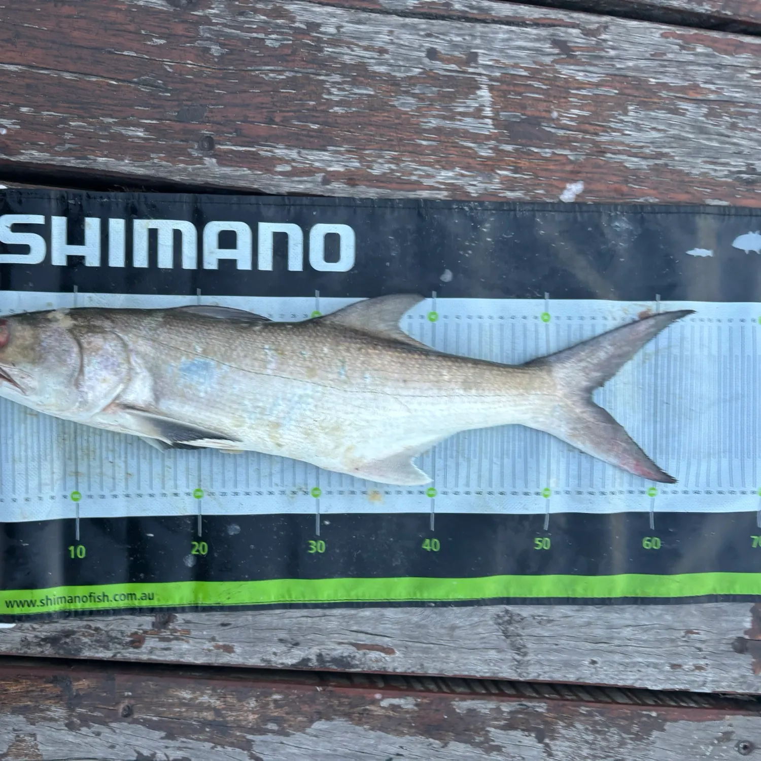 The most recent Fourfinger threadfin catches on Fishbrain