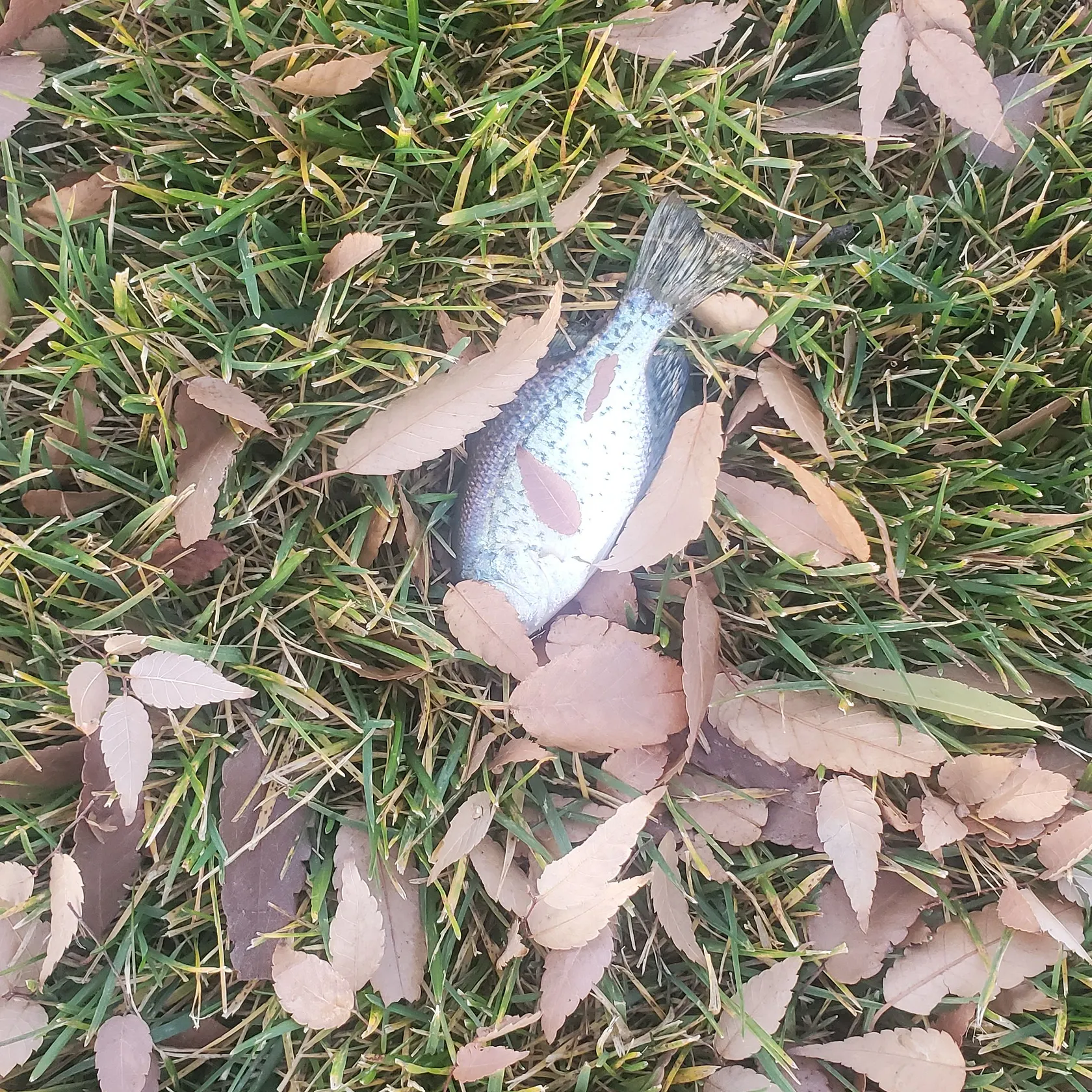 The most recent White crappie catches on Fishbrain