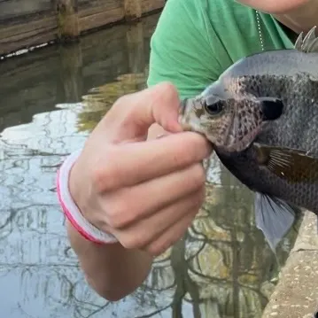 The most recent Redear x bluegill catches on Fishbrain