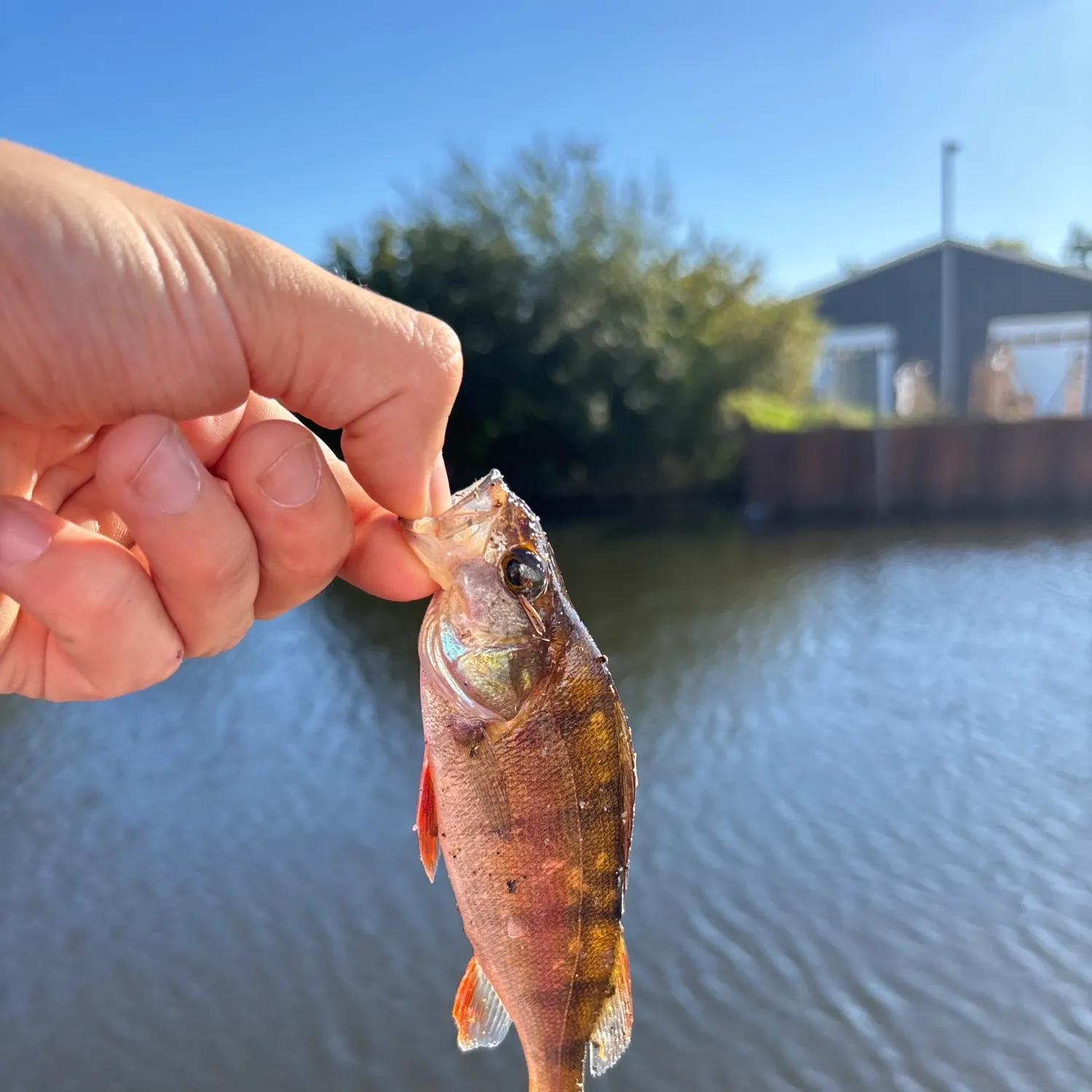 European perch caught on Fishbrain