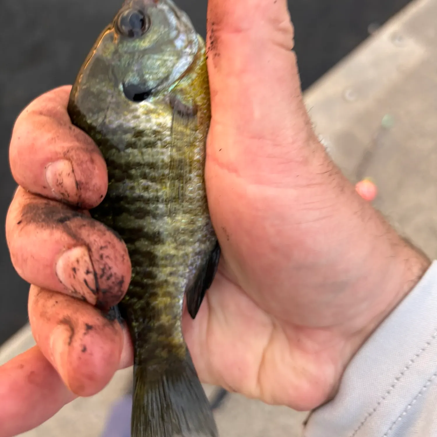 Bluegill caught on Fishbrain