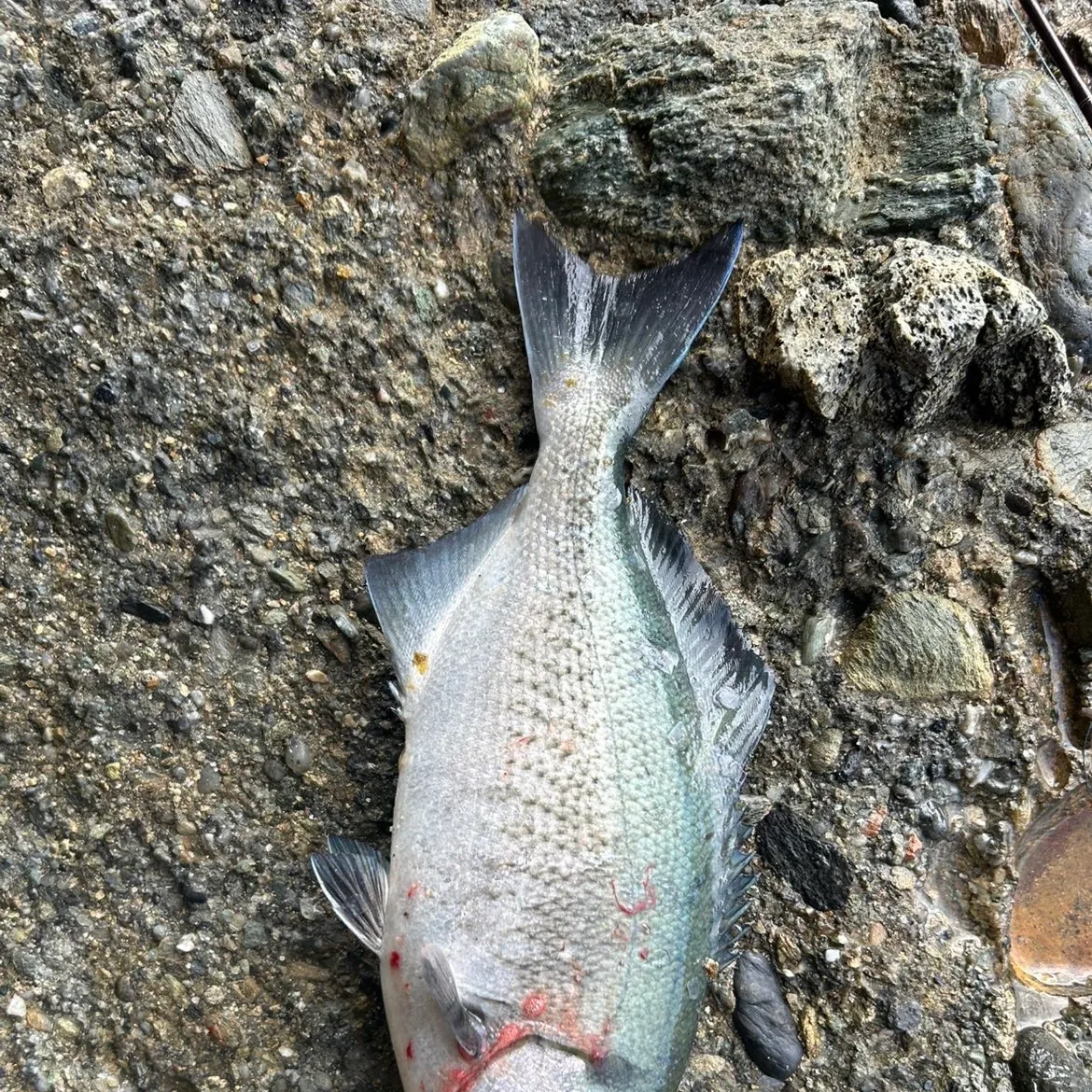 The most recent Halfmoon catches on Fishbrain