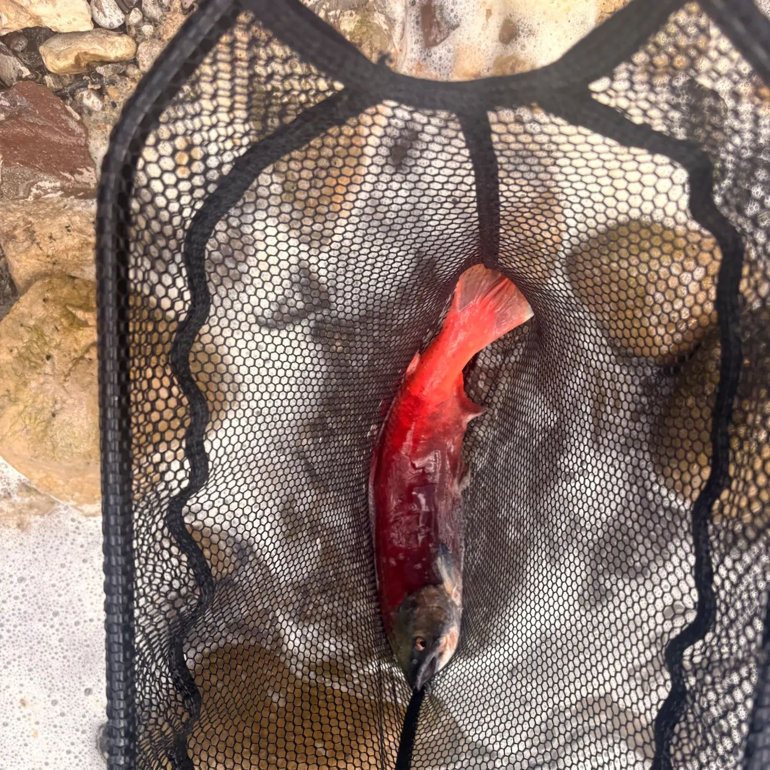 Kokanee salmon caught on Fishbrain