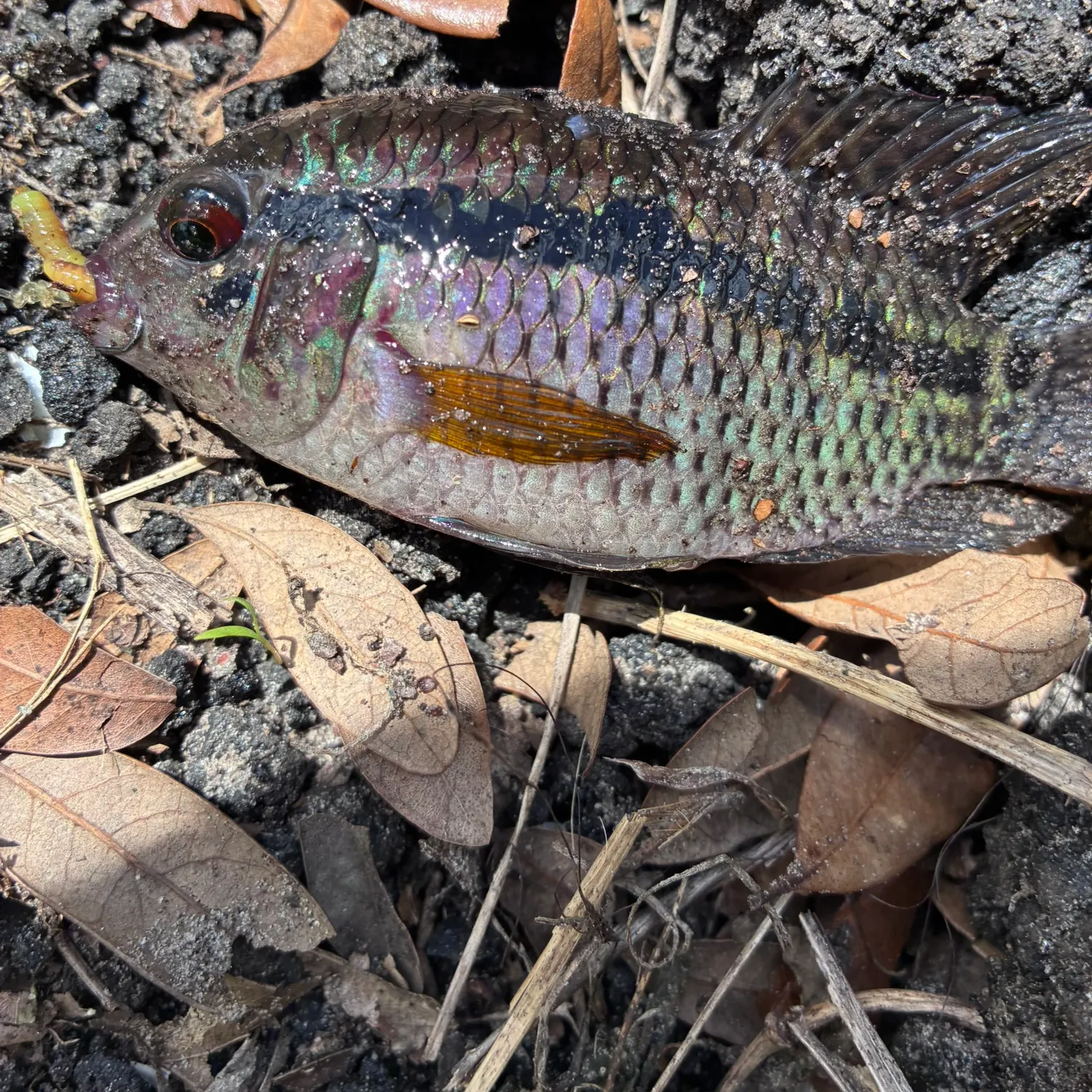 The most recent Speckled blue grouper catches on Fishbrain