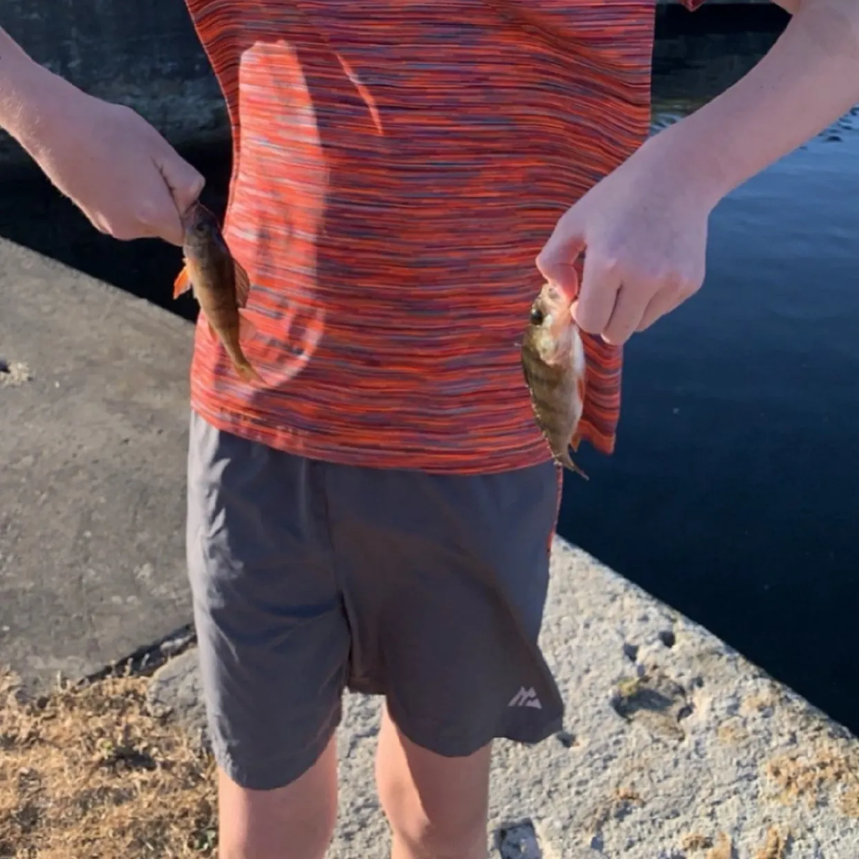 European perch caught on Fishbrain