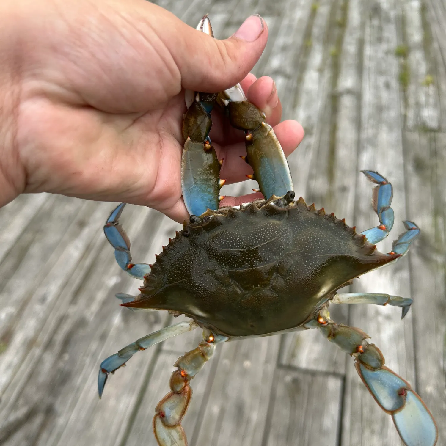 Blue crab caught on Fishbrain