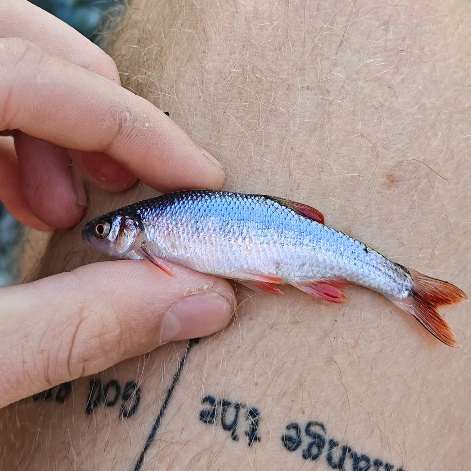 The most recent Redfin shiner catches on Fishbrain