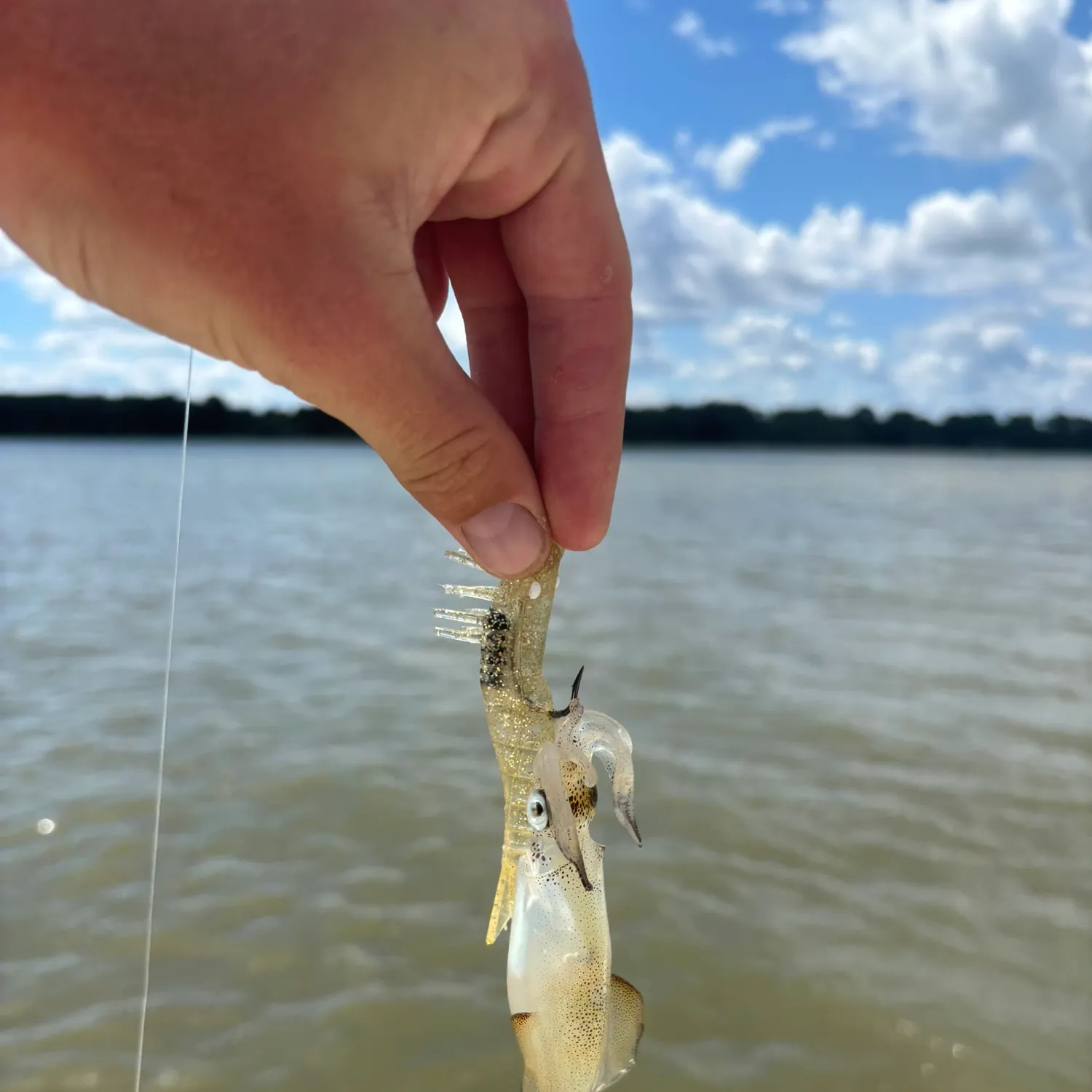 The most recent Southern calamari catches on Fishbrain