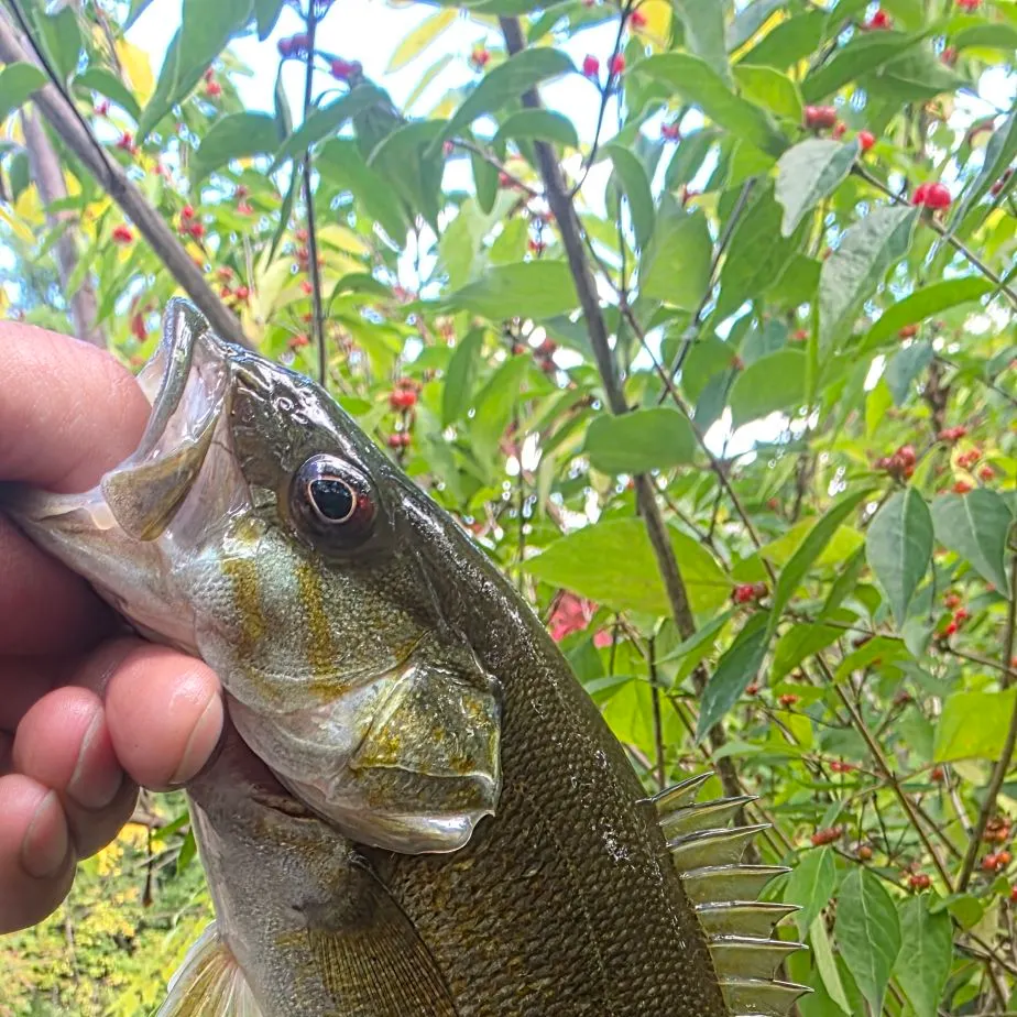 Smallmouth bass caught on Fishbrain