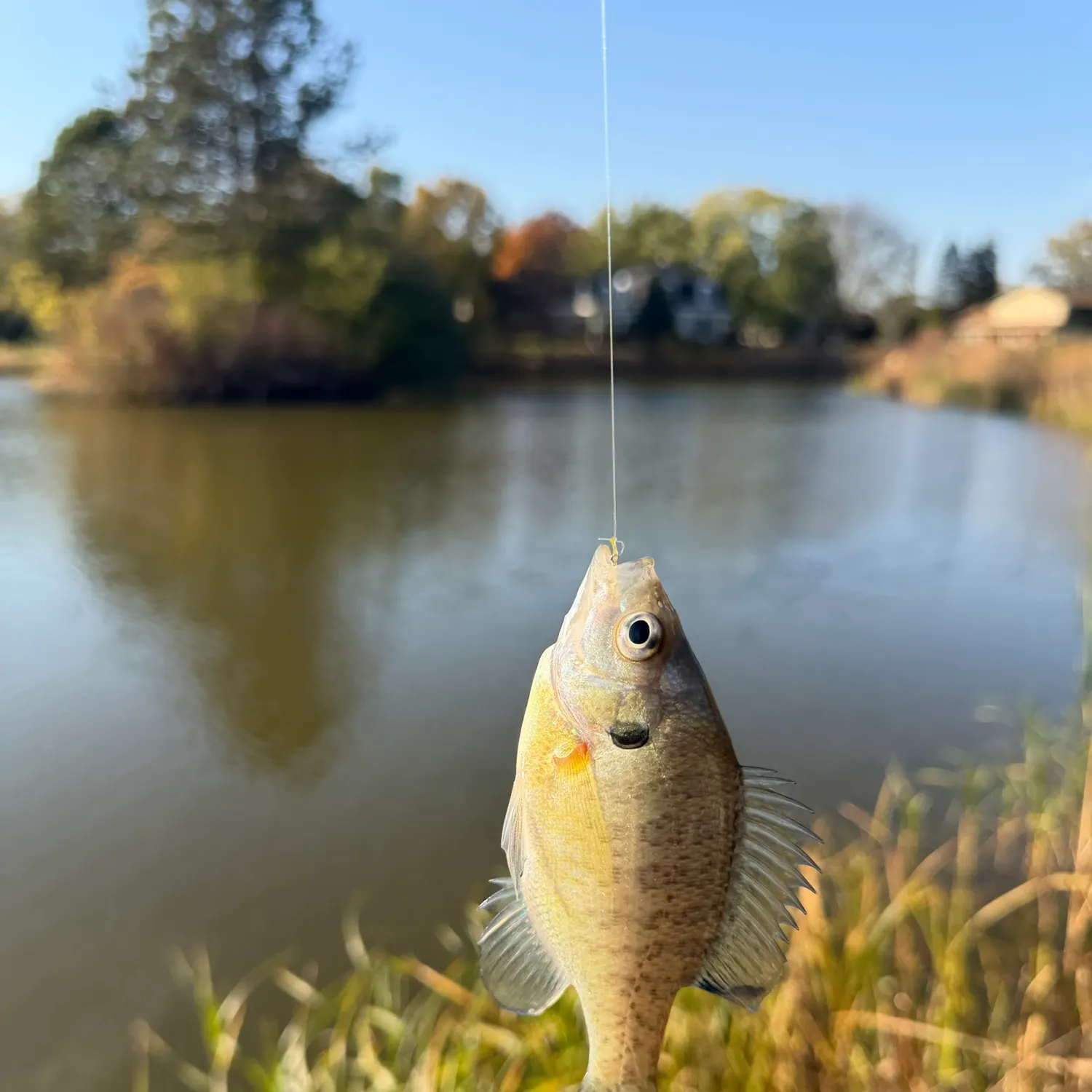 Bluegill caught on Fishbrain