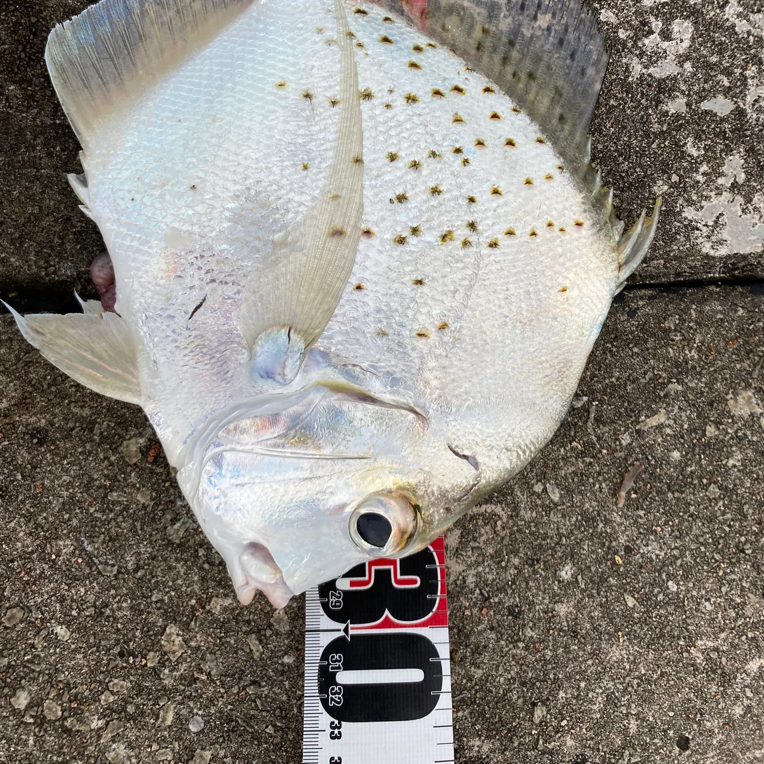 The most recent Spotted sicklefish catches on Fishbrain