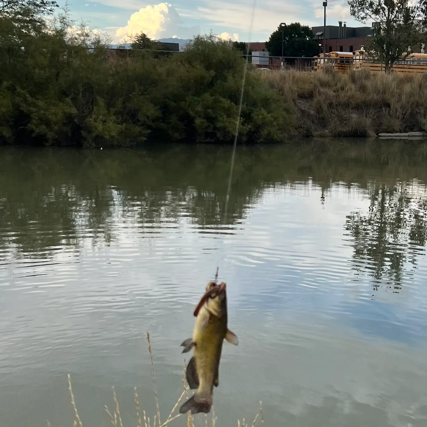 Yellow bullhead caught on Fishbrain