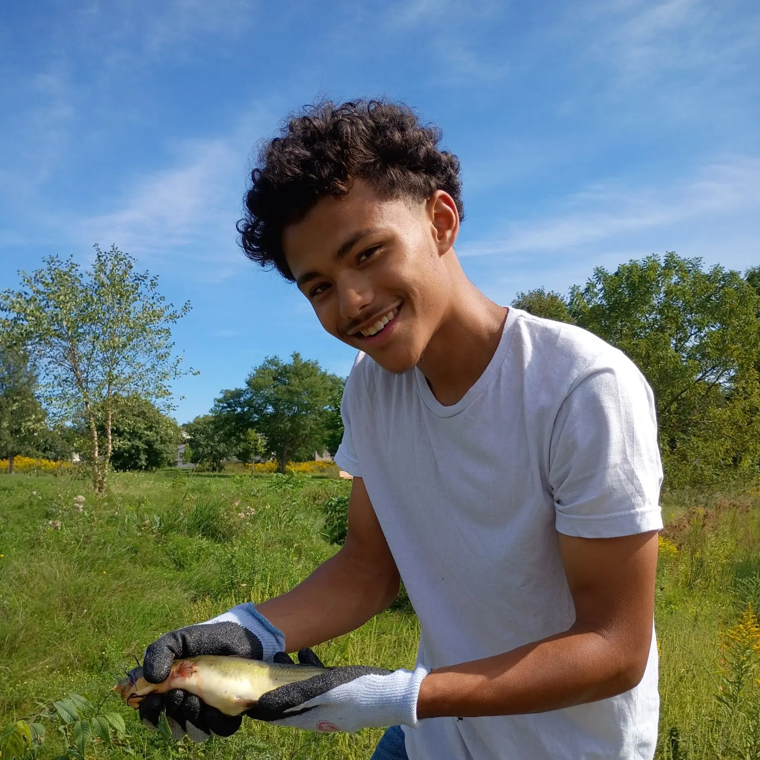 Yellow bullhead caught on Fishbrain