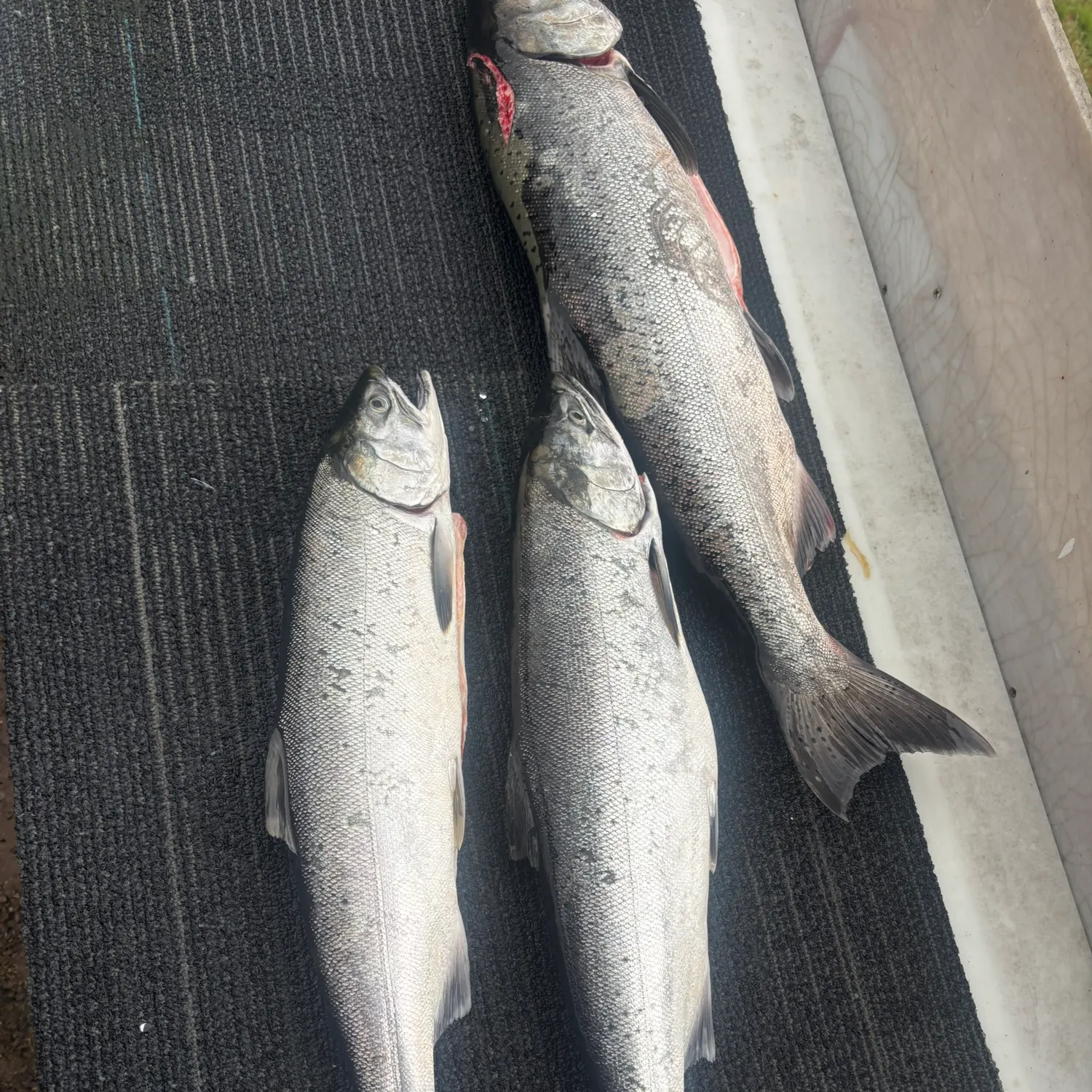 The most recent Coho salmon catches on Fishbrain