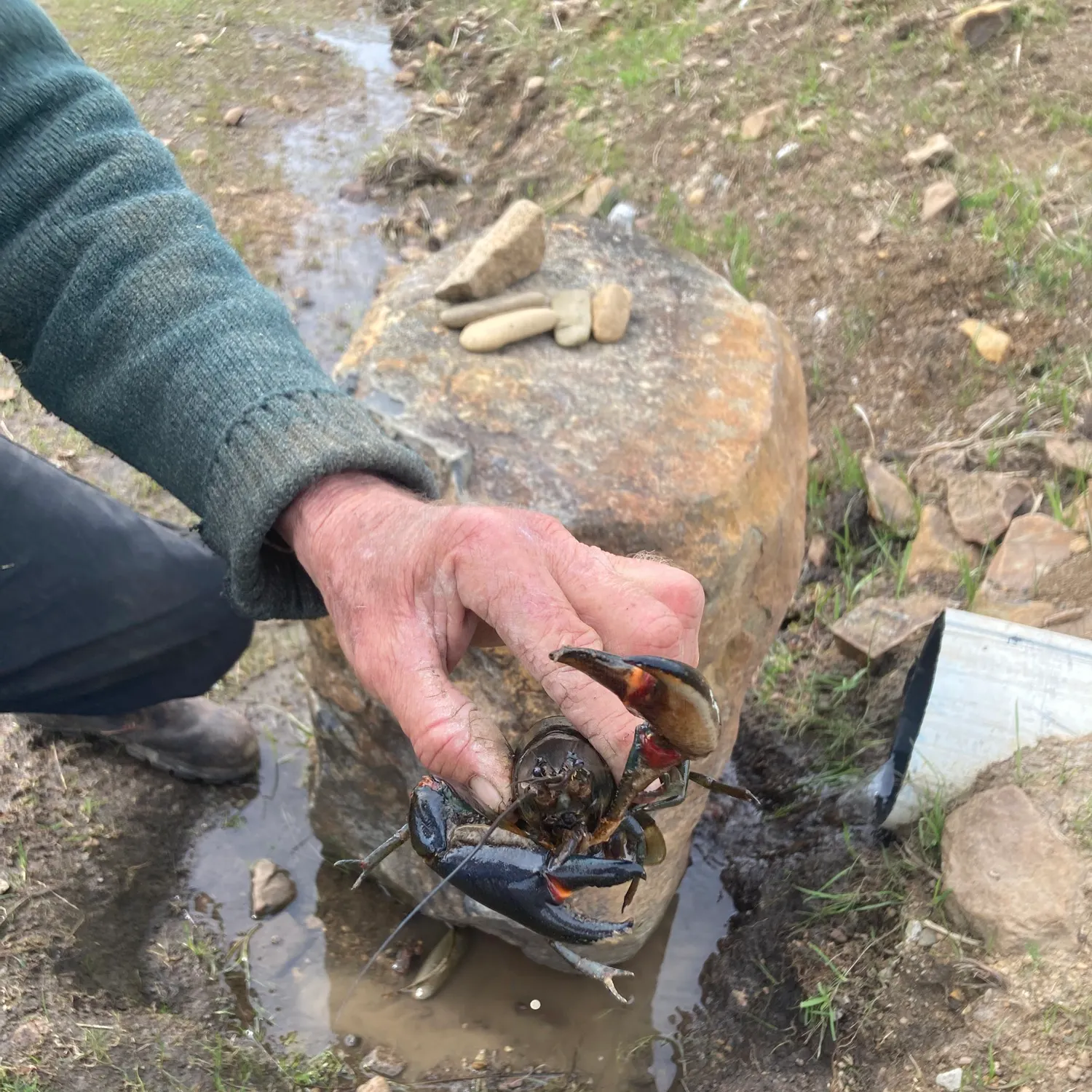 The most recent Common yabby catches on Fishbrain