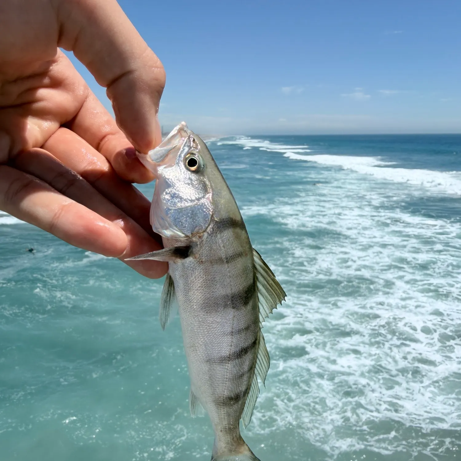 White seabass caught on Fishbrain