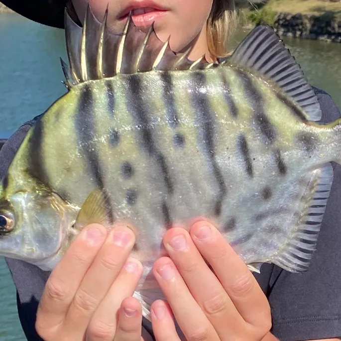 Spotbanded scat caught on Fishbrain