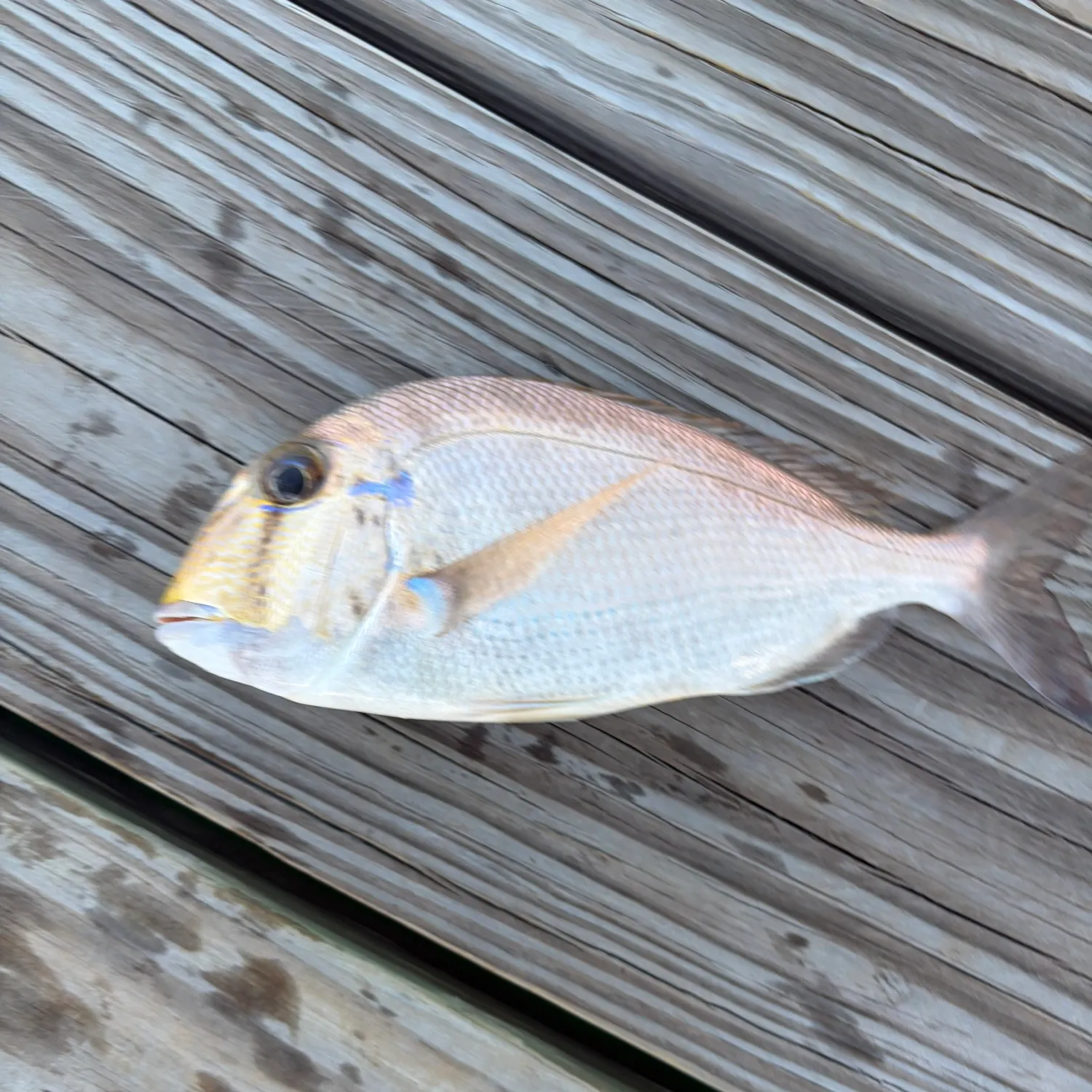 The most recent Grey grunt catches on Fishbrain