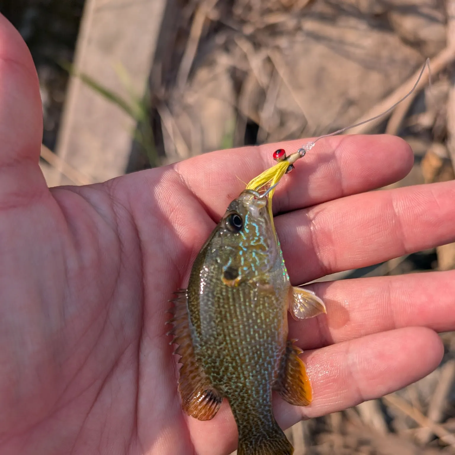 Green sunfish caught on Fishbrain