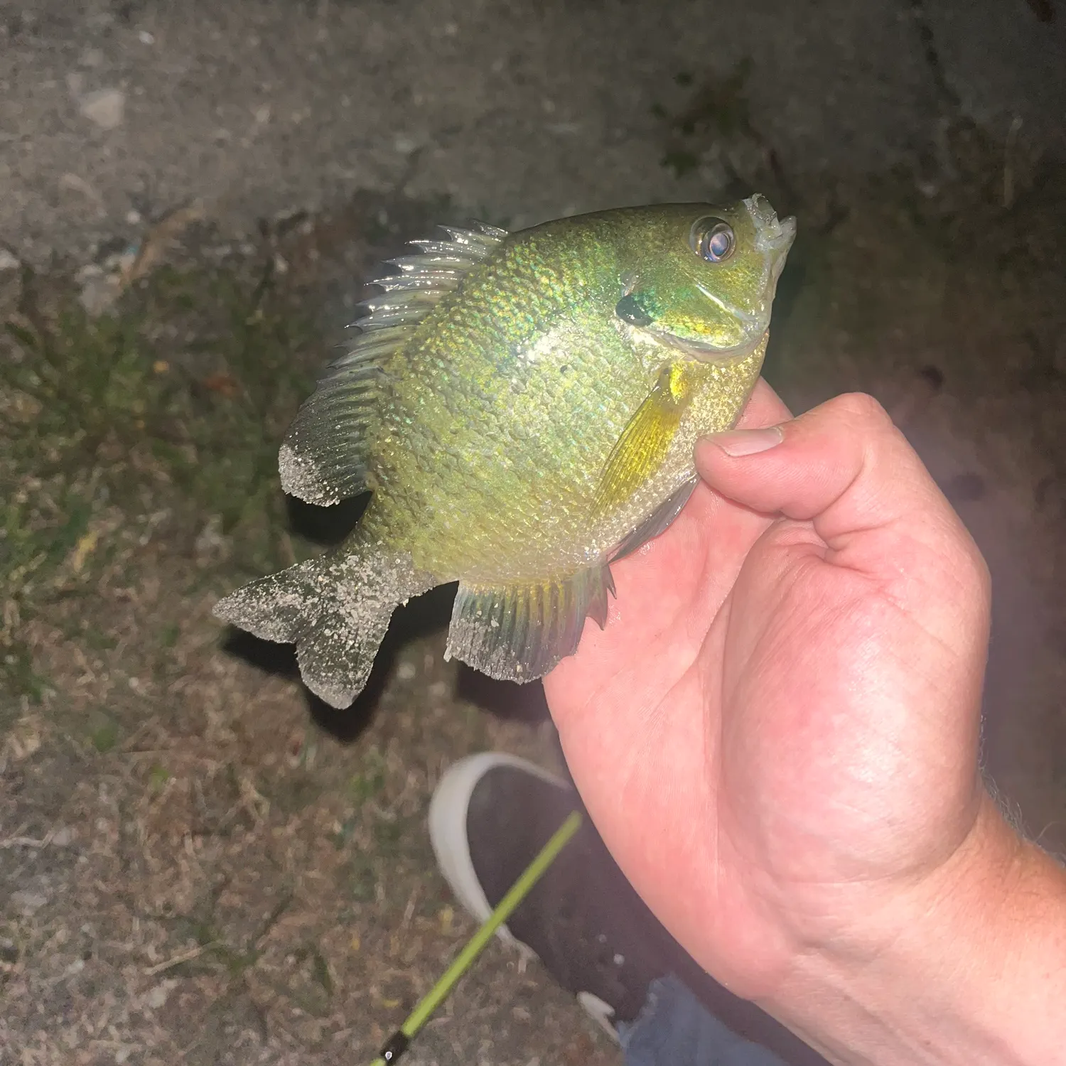 Green sunfish caught on Fishbrain