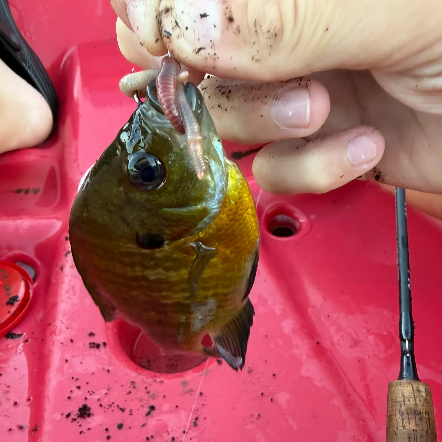 Bluegill caught on Fishbrain
