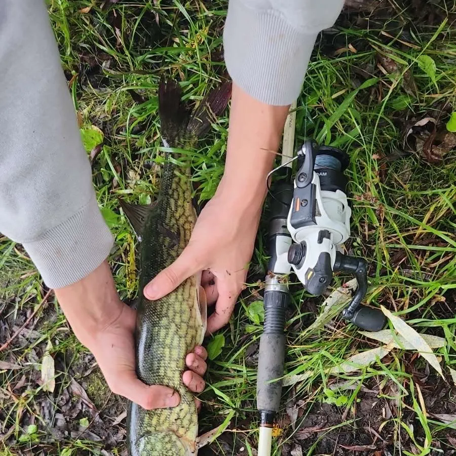 Chain pickerel caught on Fishbrain