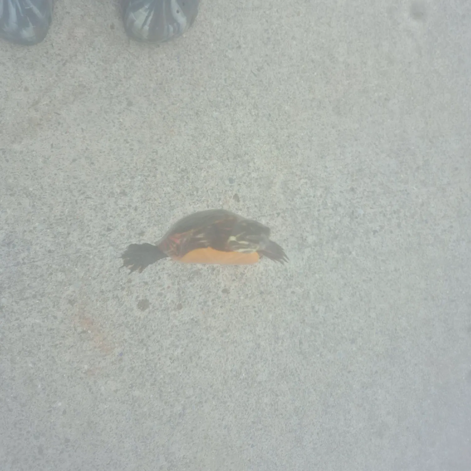 Painted turtle caught on Fishbrain