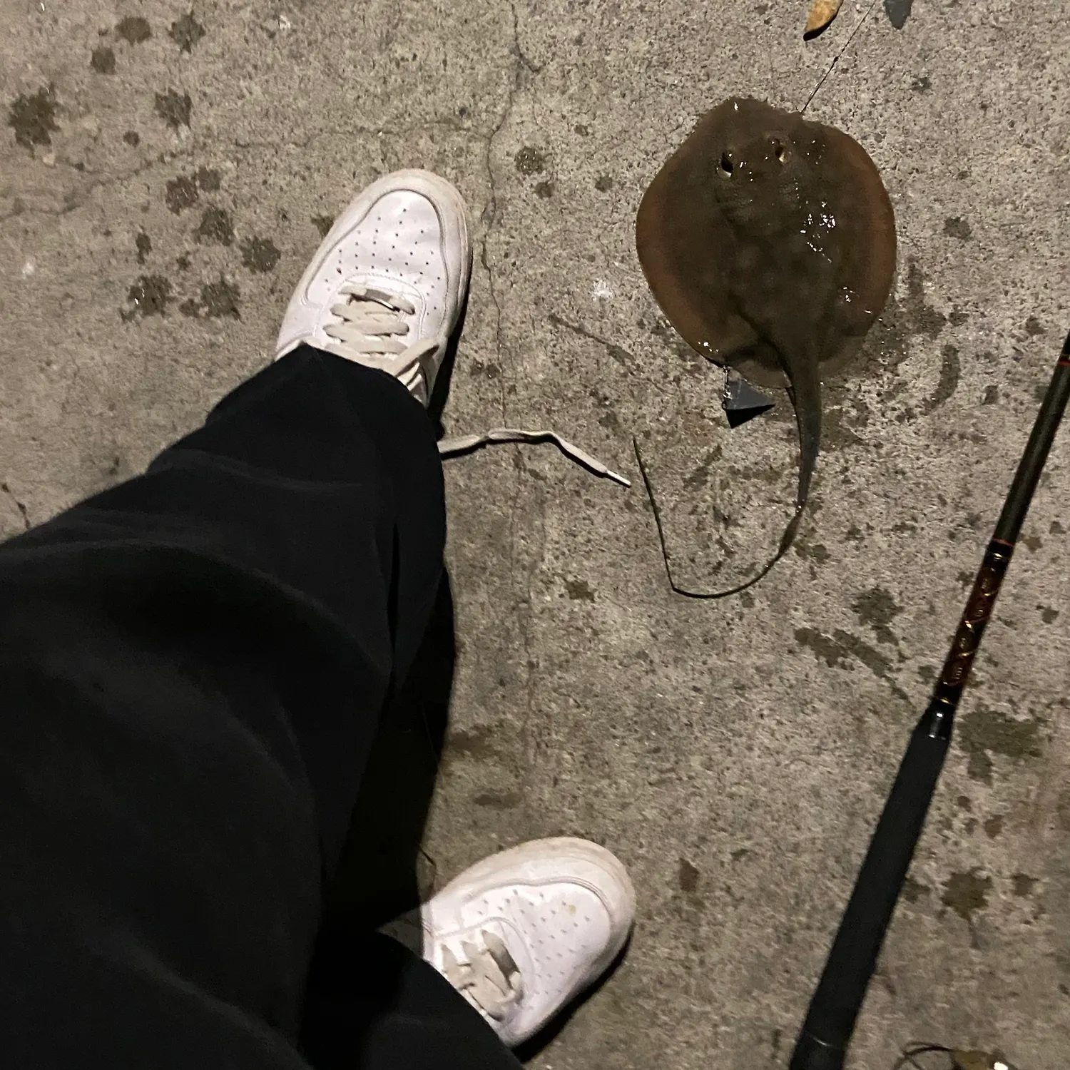 Haller's round ray caught on Fishbrain