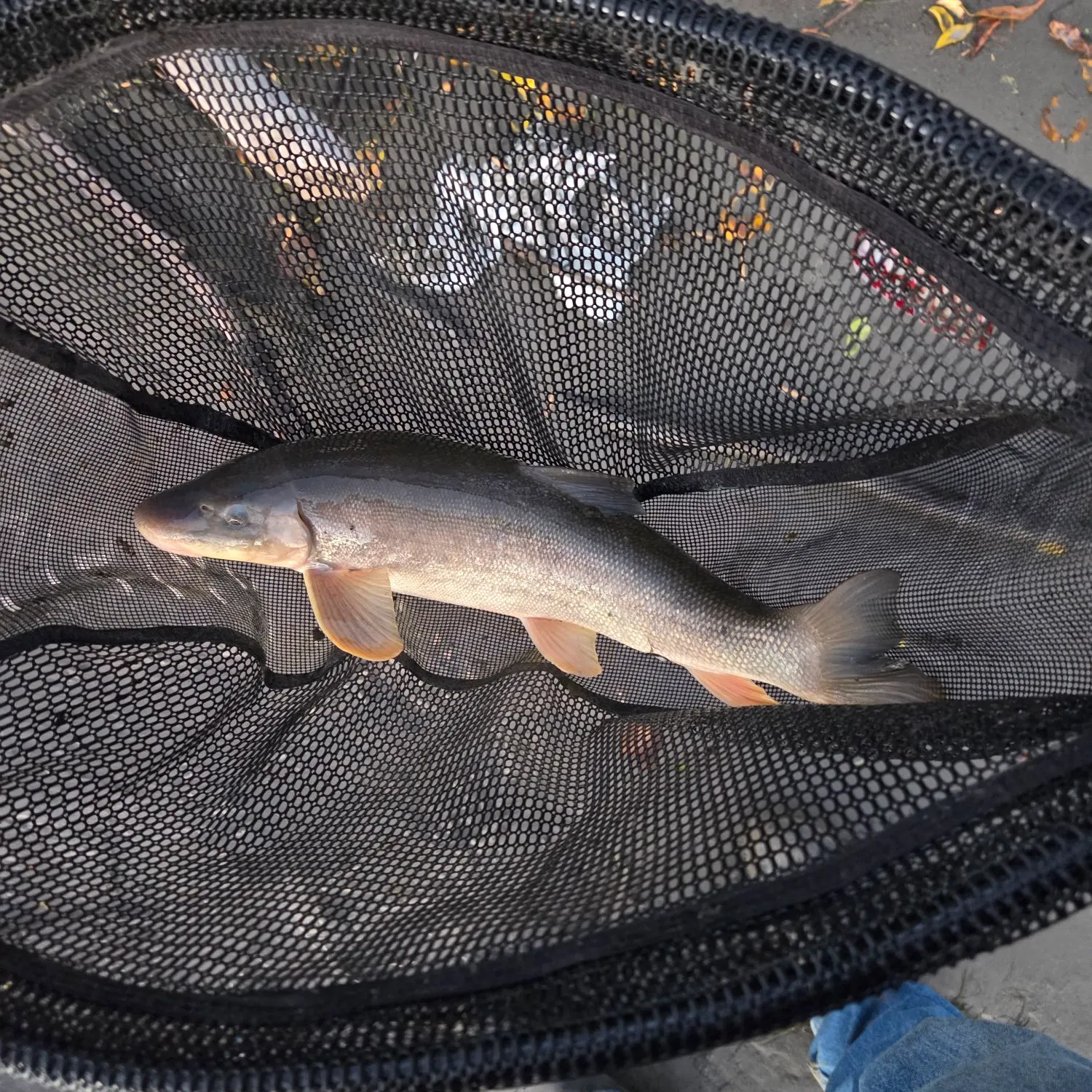 The most recent Longnose sucker catches on Fishbrain