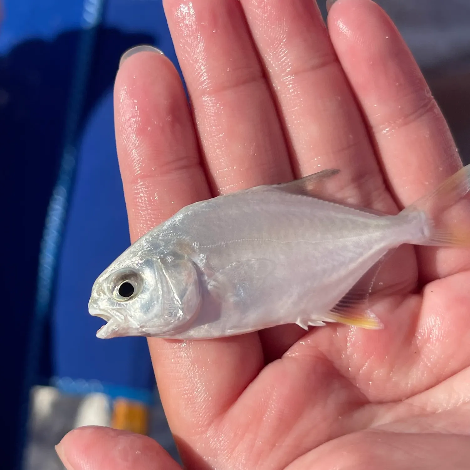 Florida pompano caught on Fishbrain