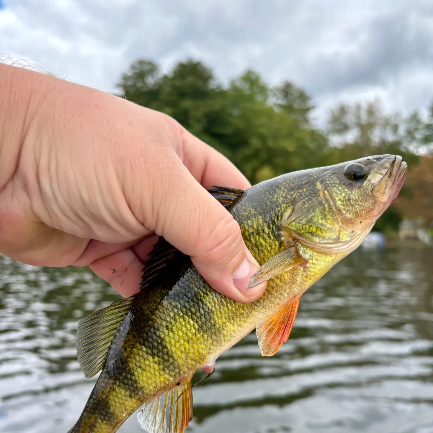 Yellow perch caught on Fishbrain