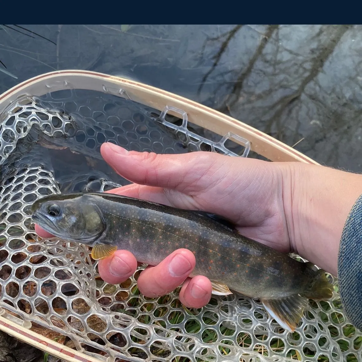 The most recent Dolly varden catches on Fishbrain