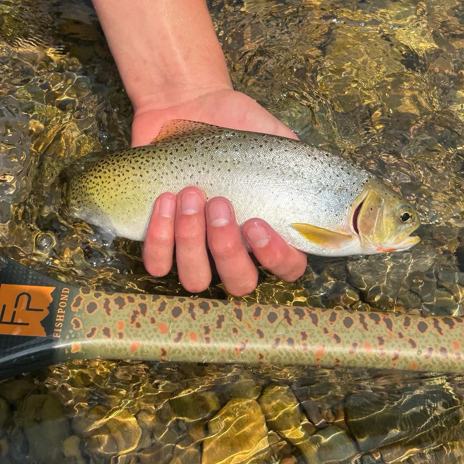 Cutthroat trout caught on Fishbrain