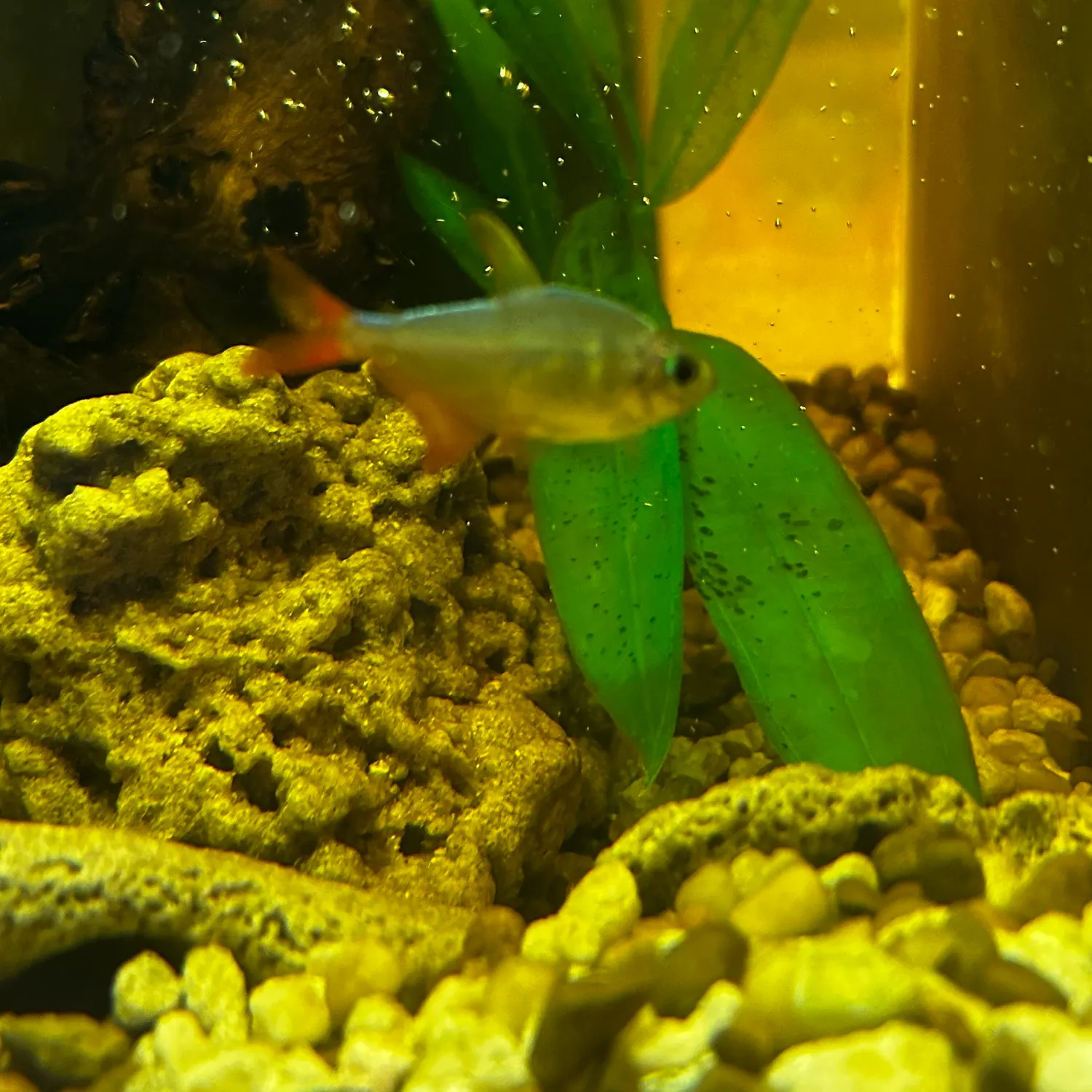 The most recent Twospot astyanax catches on Fishbrain