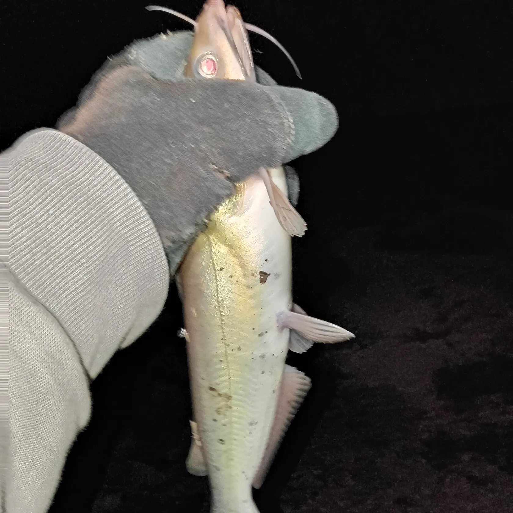 Channel catfish caught on Fishbrain