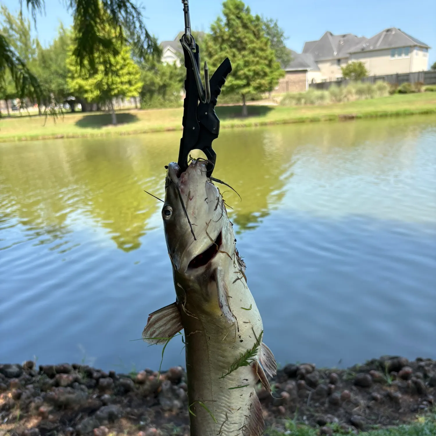 Channel catfish caught on Fishbrain