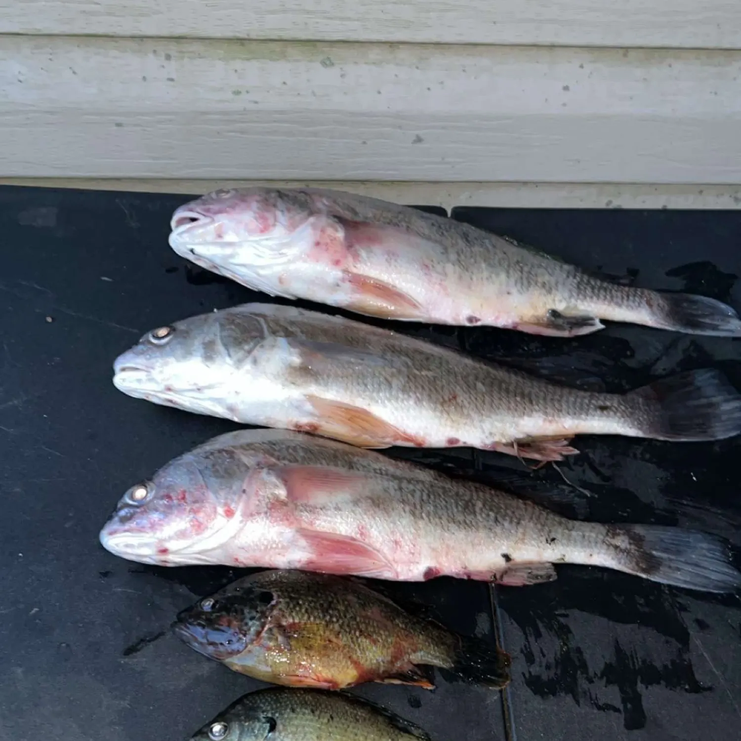 recently logged catches