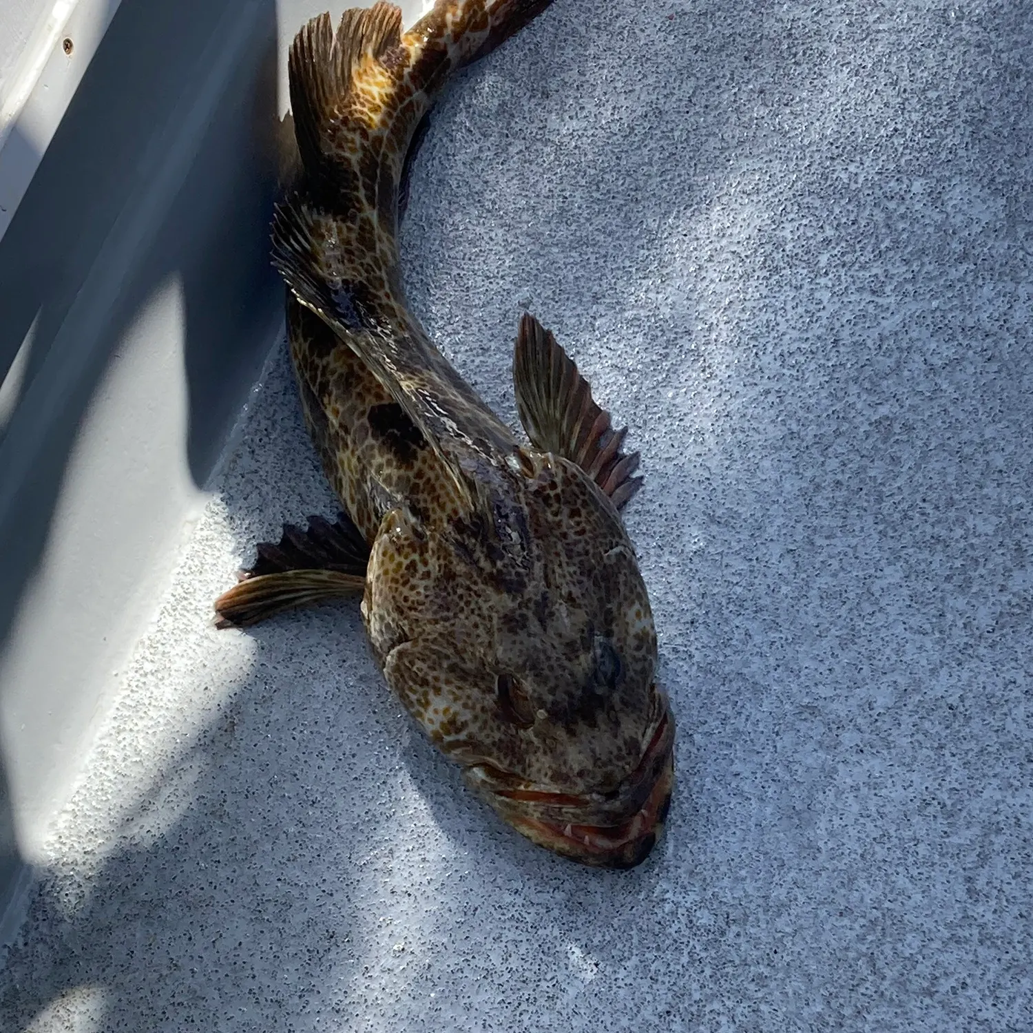 The most recent Orange-spotted grouper catches on Fishbrain