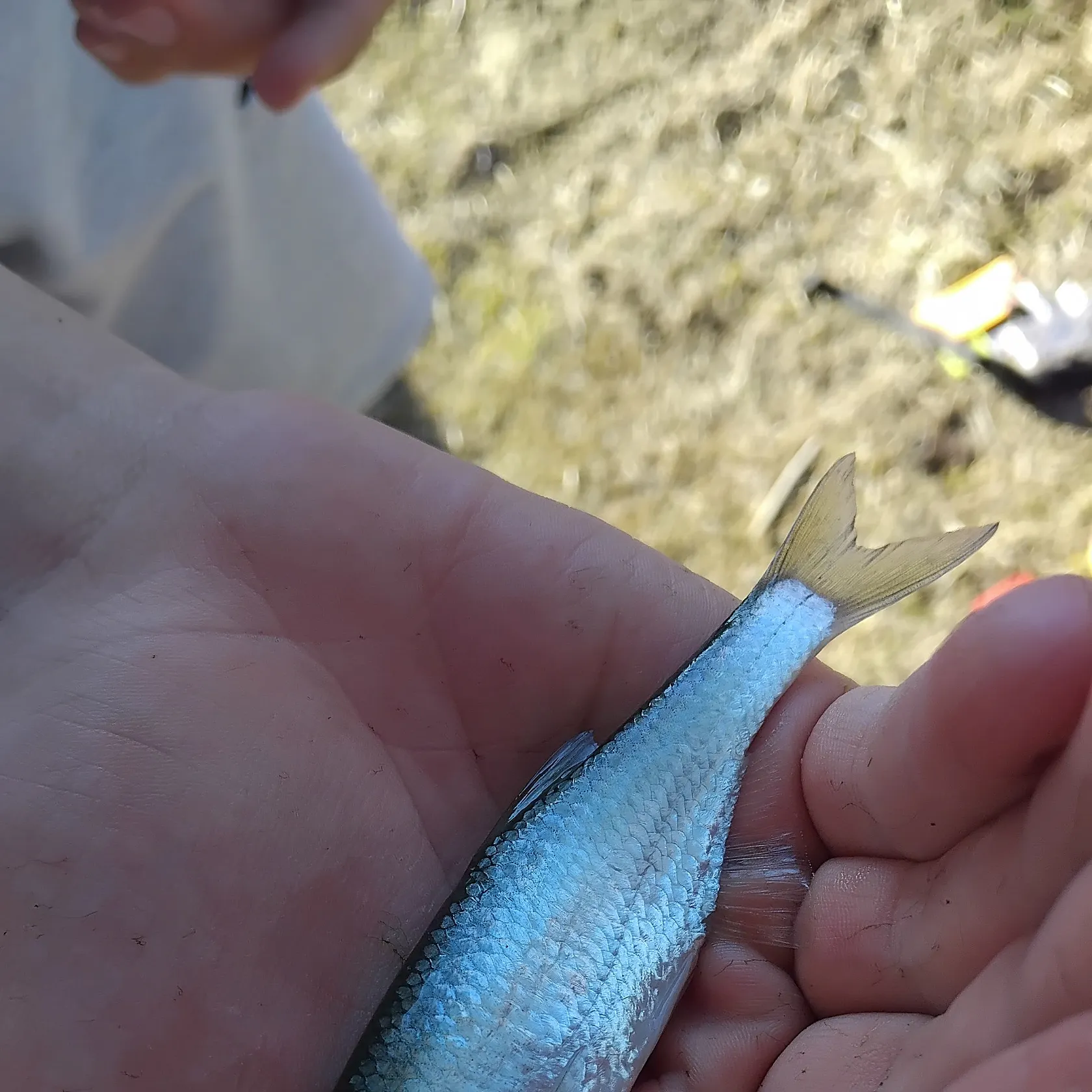 Common bleak caught on Fishbrain