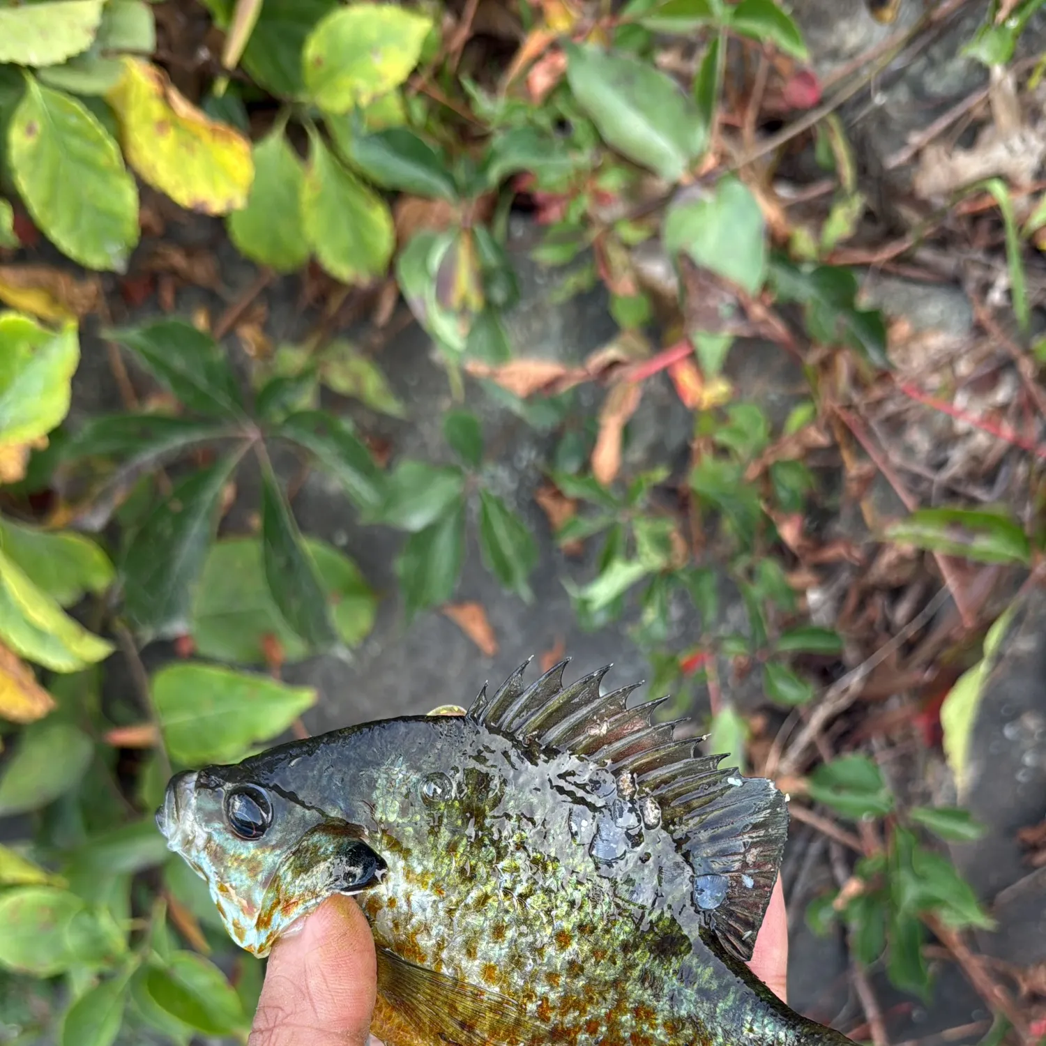 Greengill hybrid caught on Fishbrain